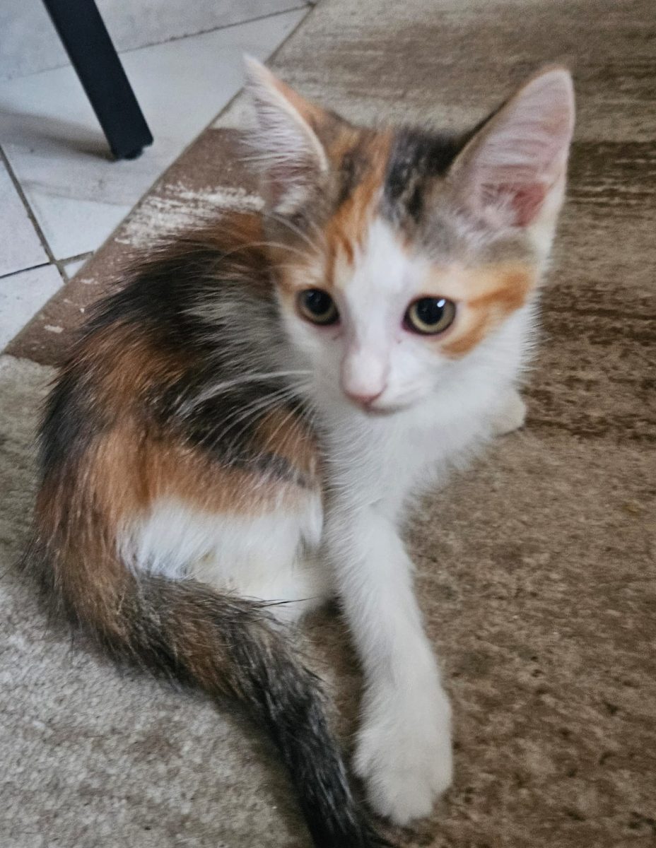 🐾 Spre adopție o pisicuță colorată superbă, de aproximativ 2 luni și 2 săptămâni (născută pe 2 martie) 💛🧡🤍
