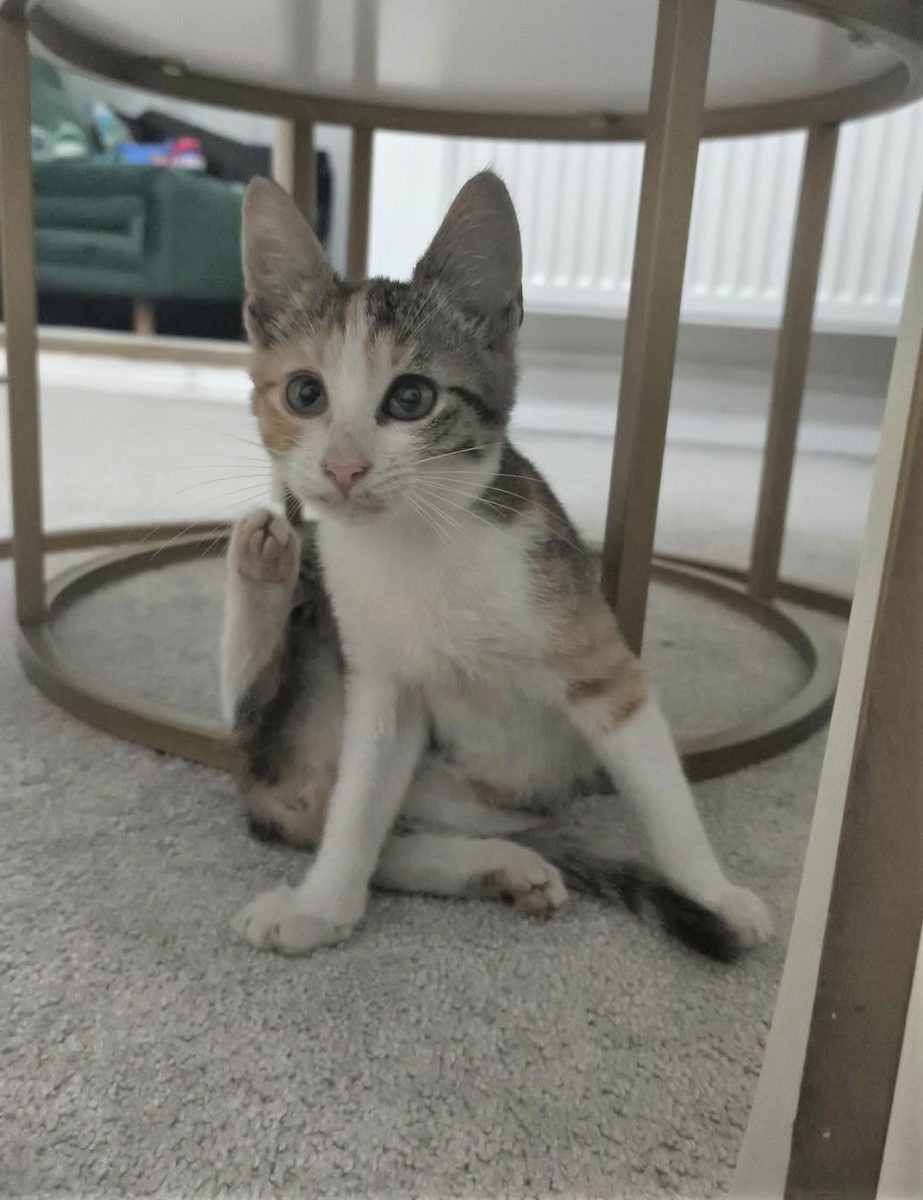 Are termen pana diseara sa isi gaseasca o casuta (ADOPTIE SAU CAZARE PANA LA ADOPTIE)