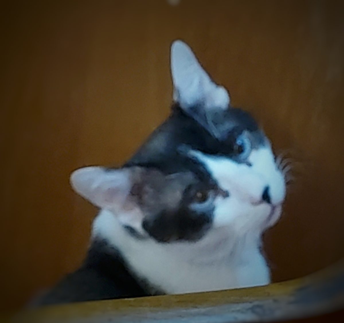Adopție motan metis Snowshoe