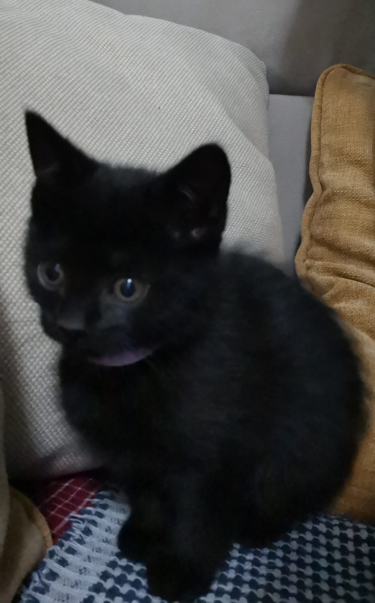 Poky și Smoky