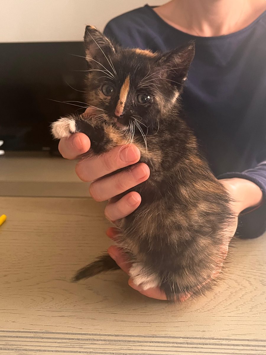 Zora, femela 2 luni, calico