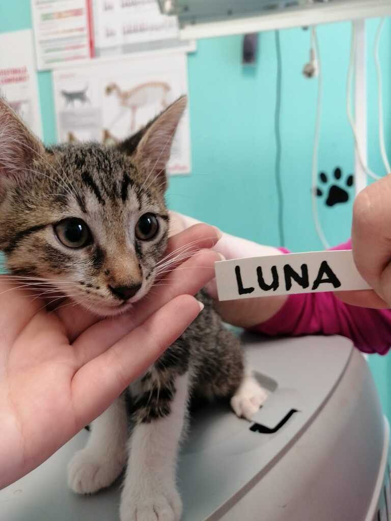 Luna