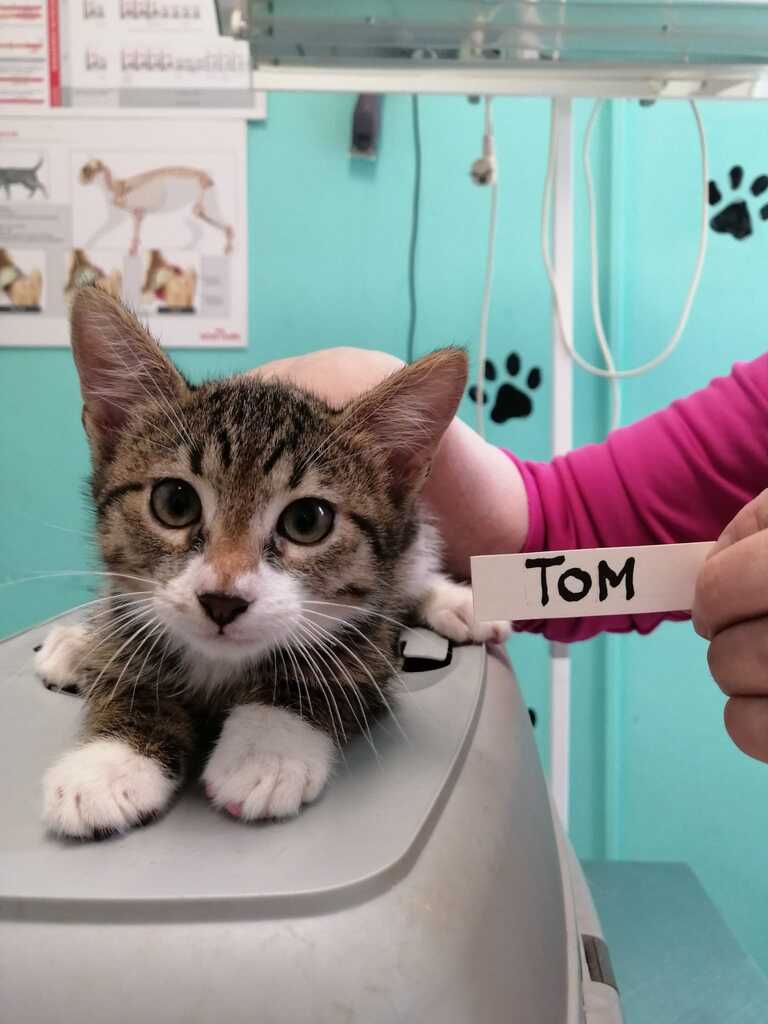 Tom