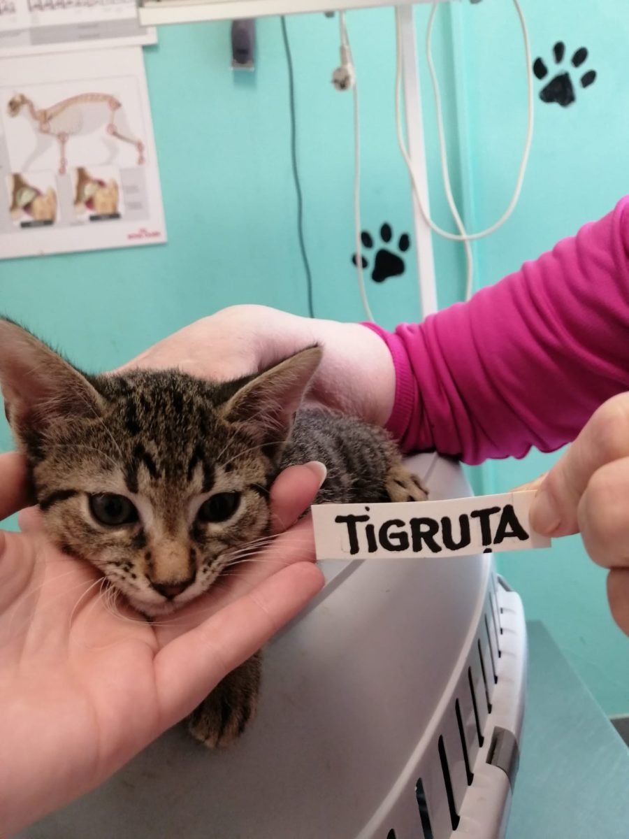 Tigruţa