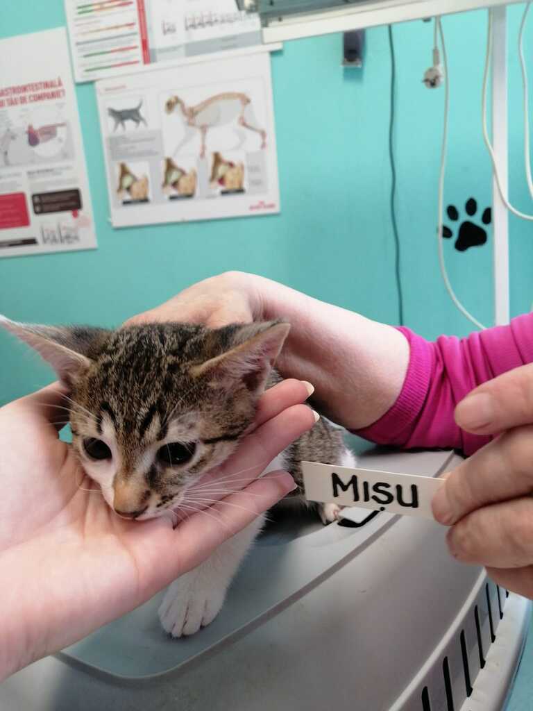 Mişu