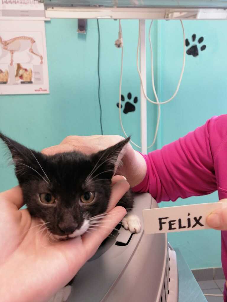 Felix