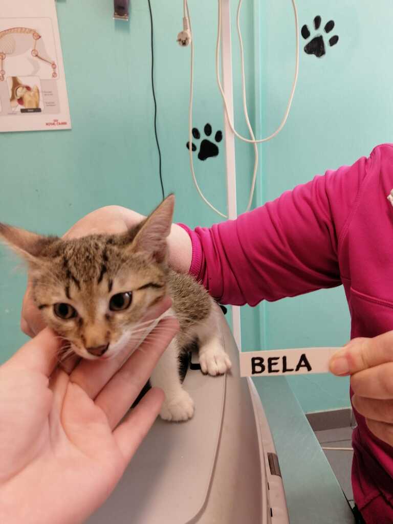 Bela