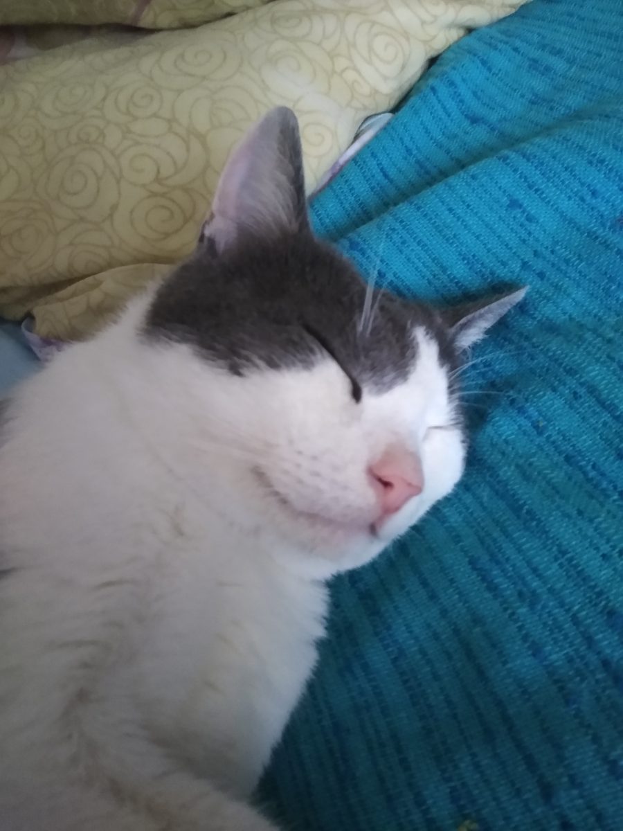 Motan spre adopție