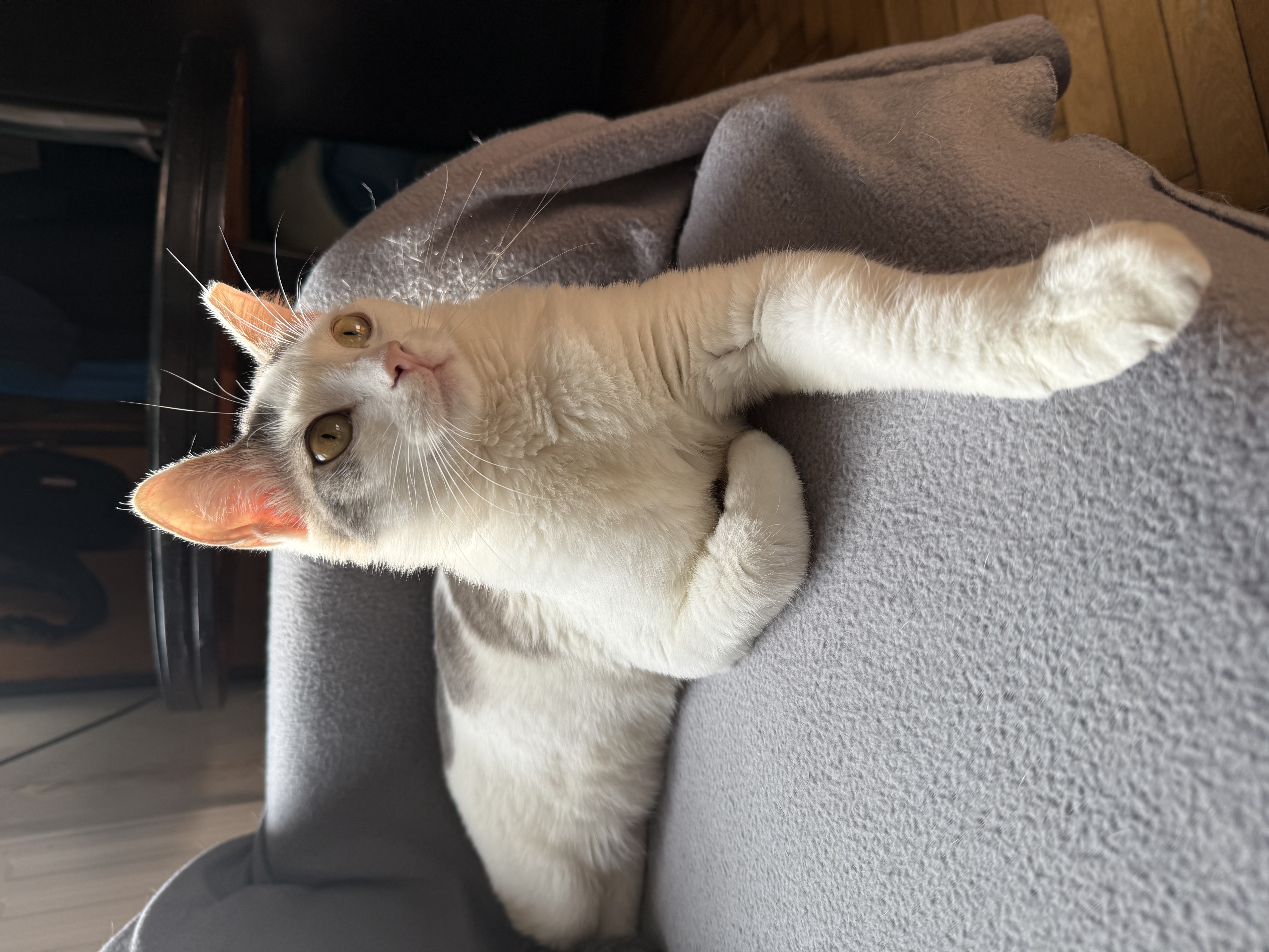 🥺  Marissa a fost abandonată și își caută o nouă casă