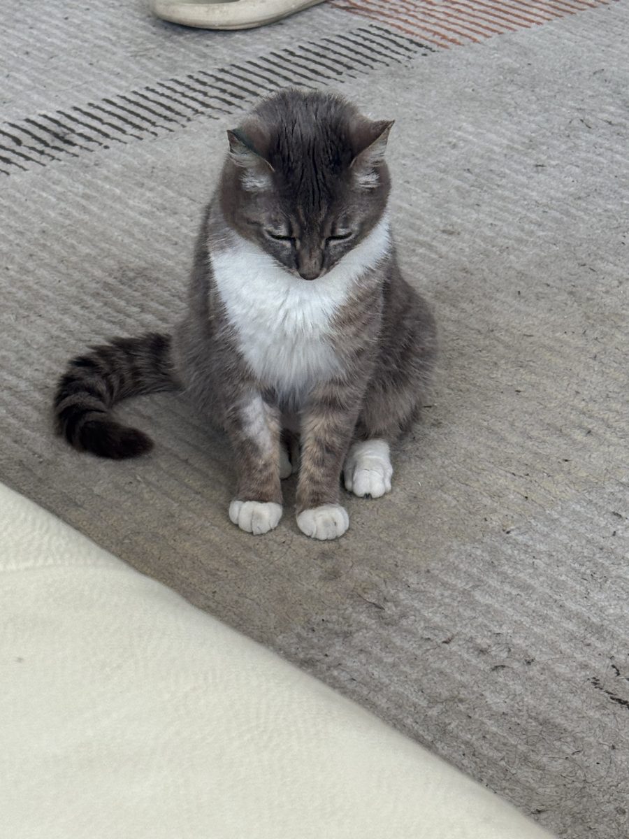 Pisica adoptie