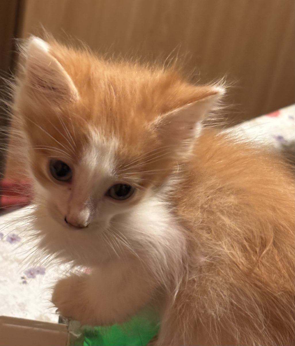 Ginger stie ca cineva, undeva il asteapta