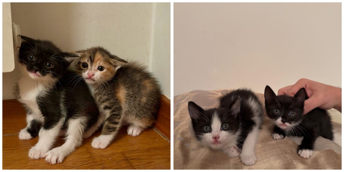 Pui pentru adoptii responsabile
