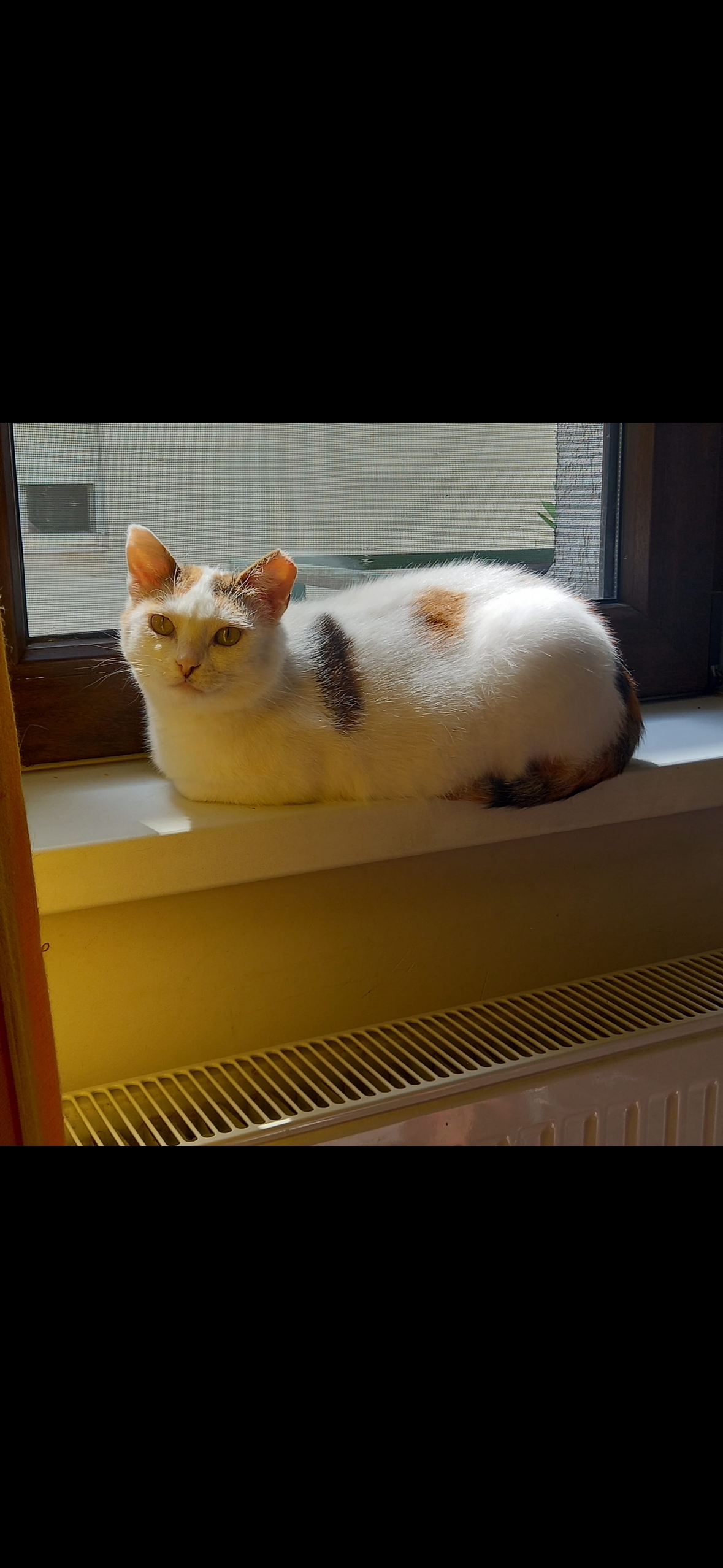 ❤️ Adopția Zilei: O frumusețe calico în căutarea fericirii! ❤️