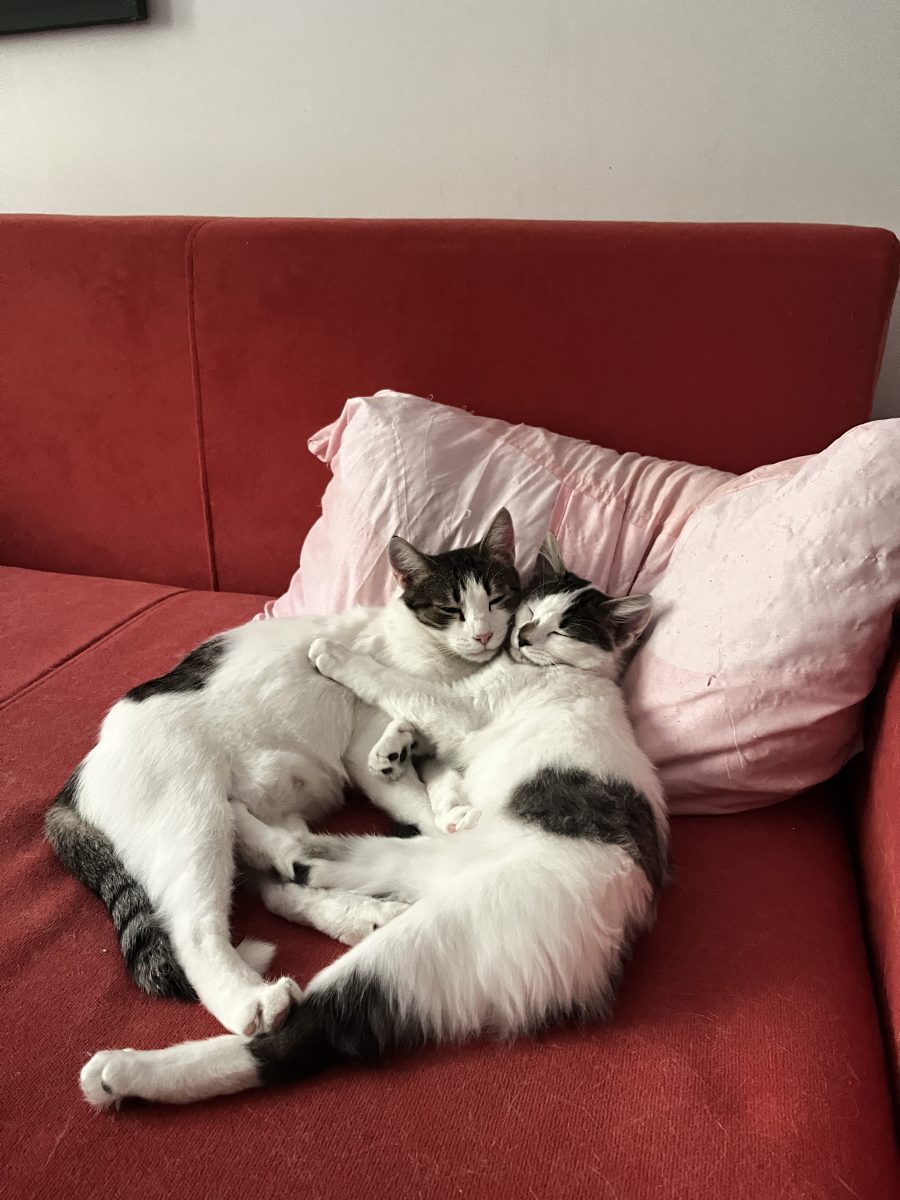 Două pisicuțe iubitoare își caută o familie 🐾