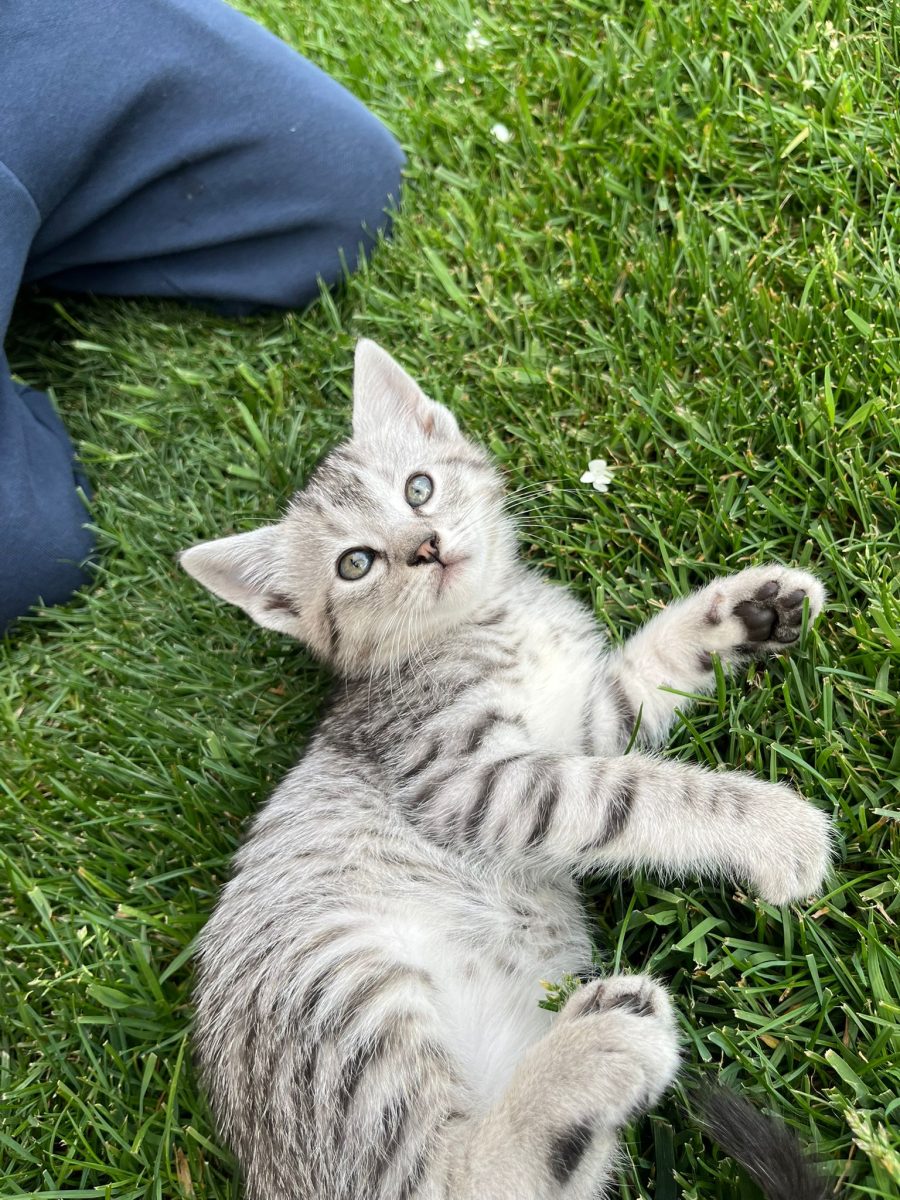 Puiuti pisica spre adoptie