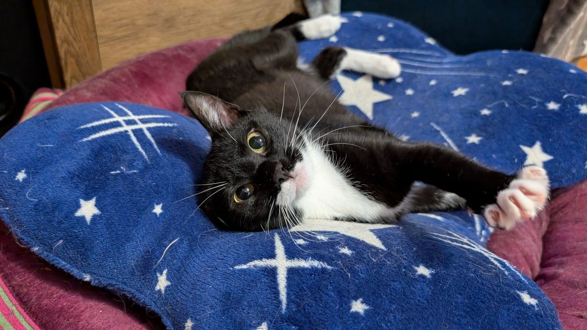 Luna – pisica vaccinata si sterilizata pentru adoptie