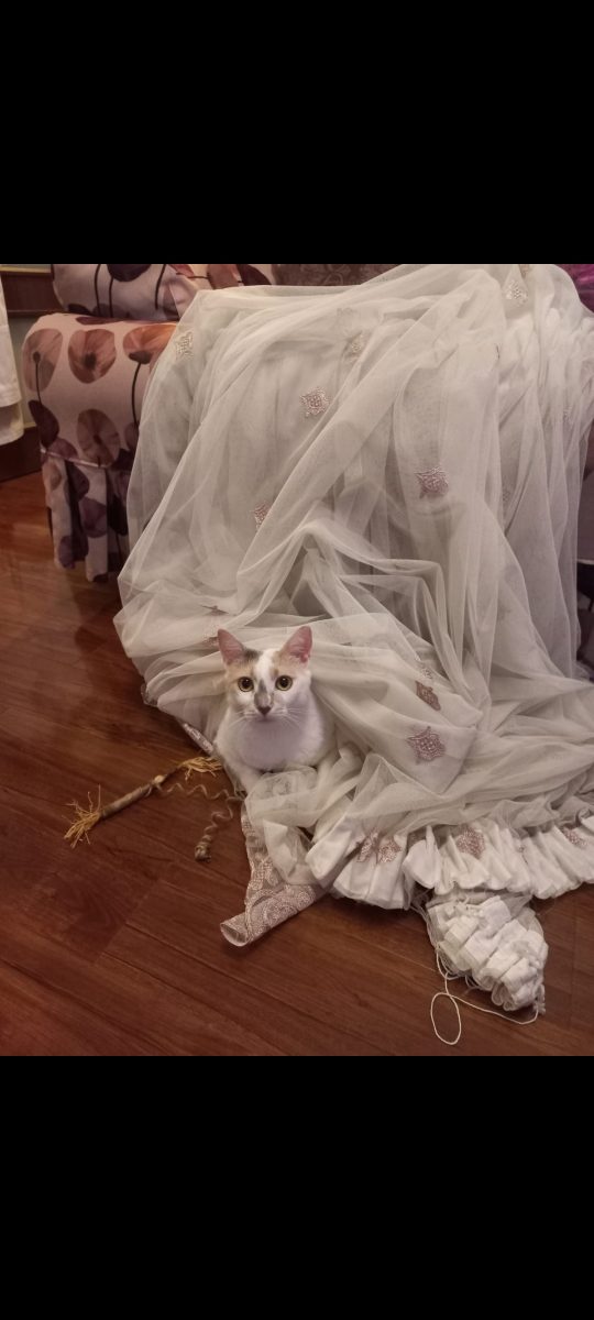 Pisica in varsta de 5 ani,cauta familie adoptiva