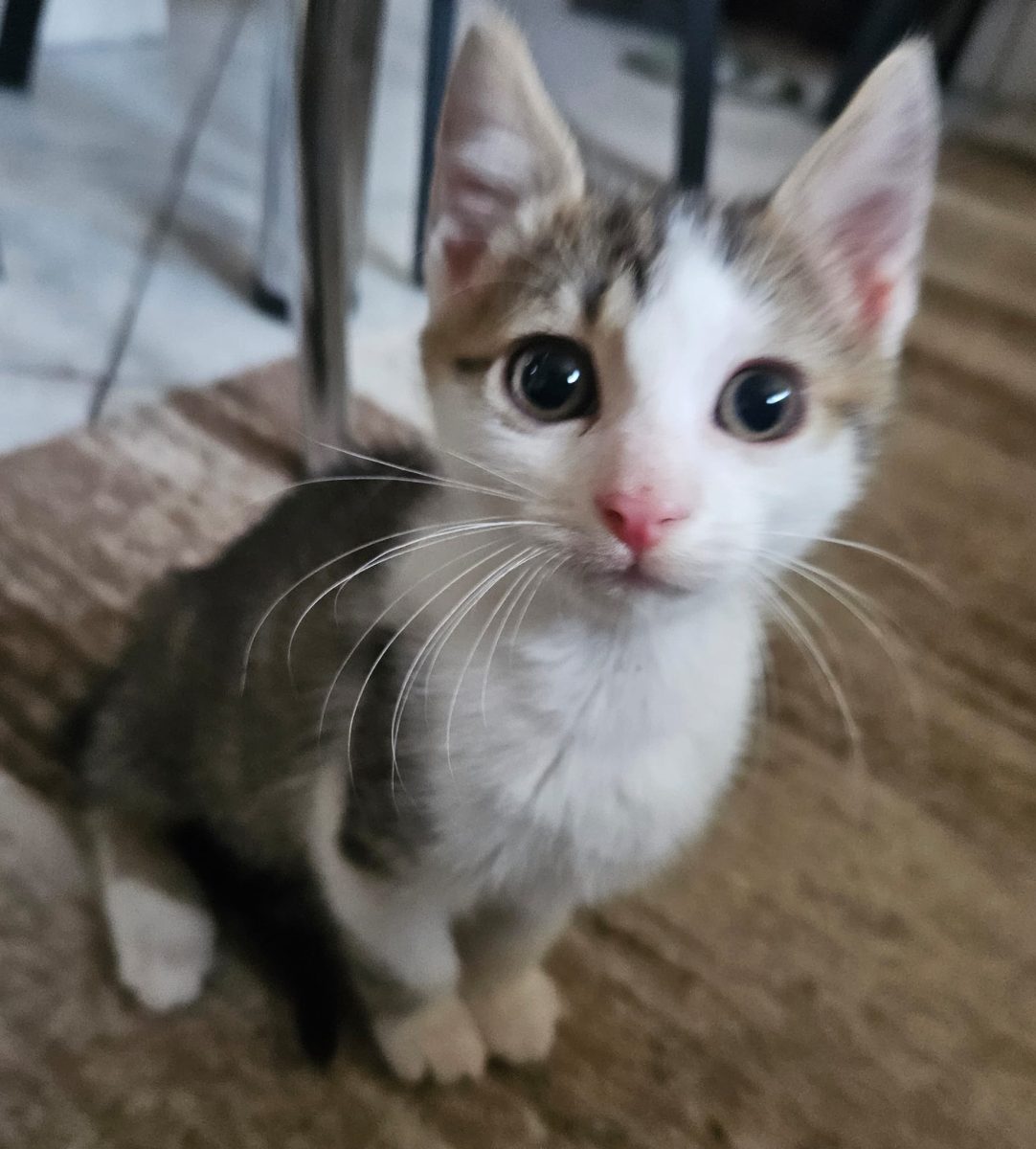 Își caută căsuță un puiuț adorabil de aproximativ 2 luni și 2 săptămâni (născut pe 2 martie)! Cred că este băiețel 😊
