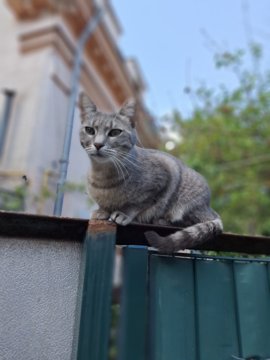 Fetita cuminte pentru adioptie