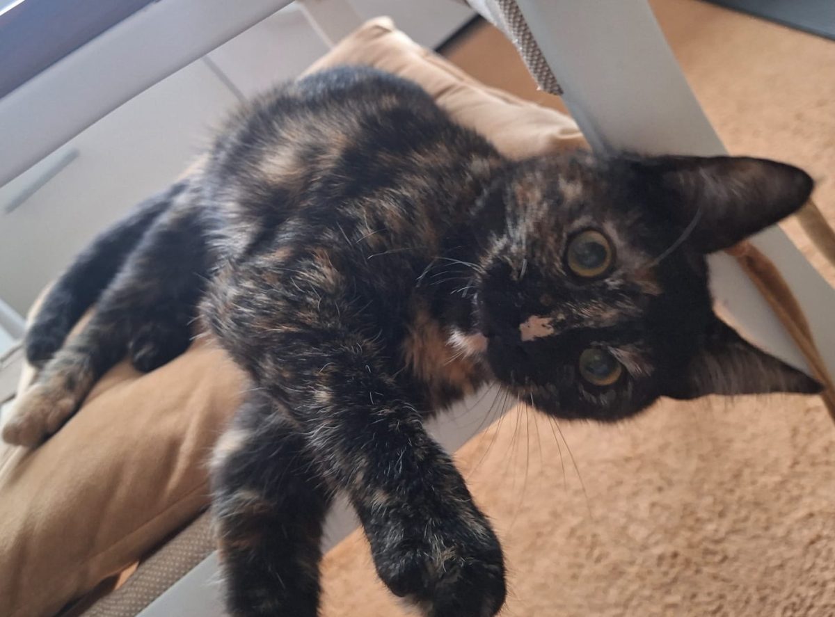 Missy își caută o familie iubitoare