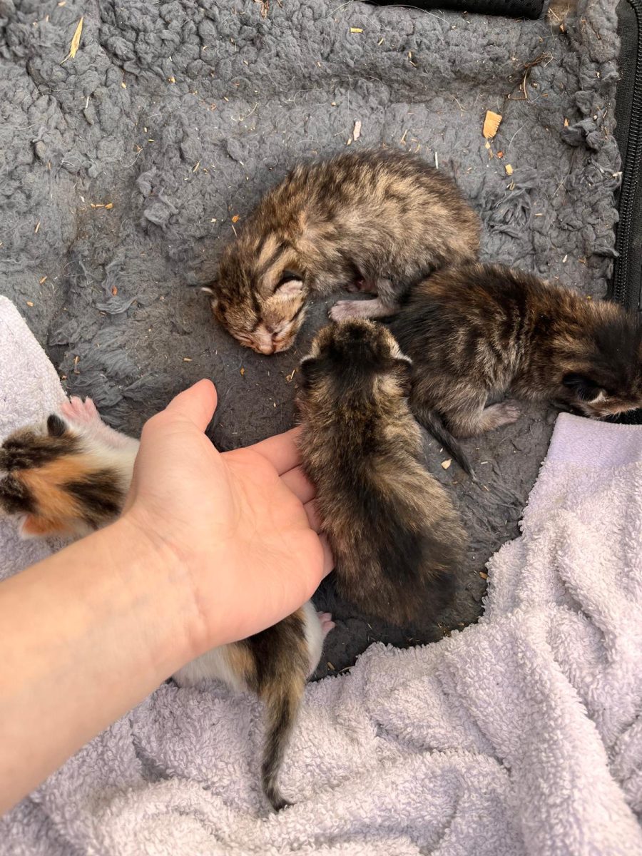 4 pisicute spre adoptie