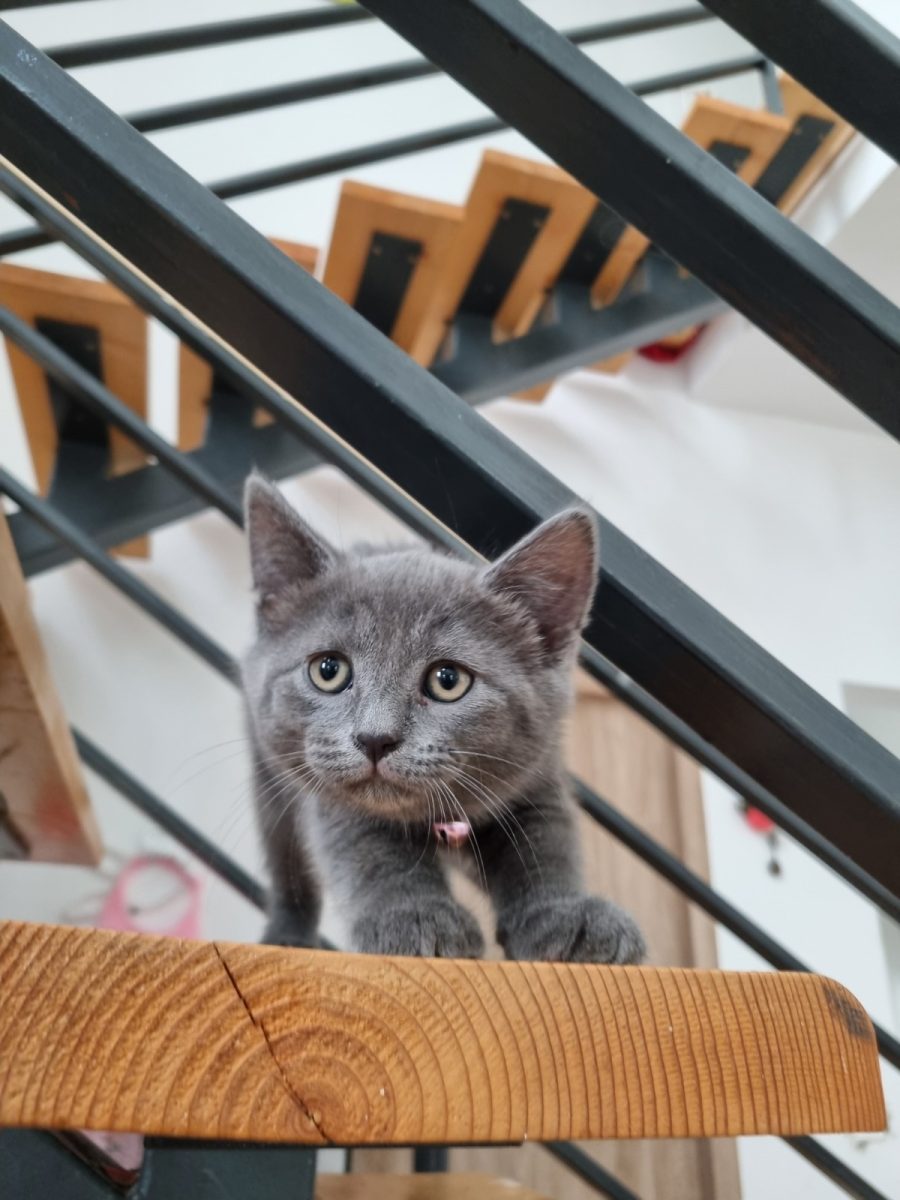 Puiuti British Shorthair