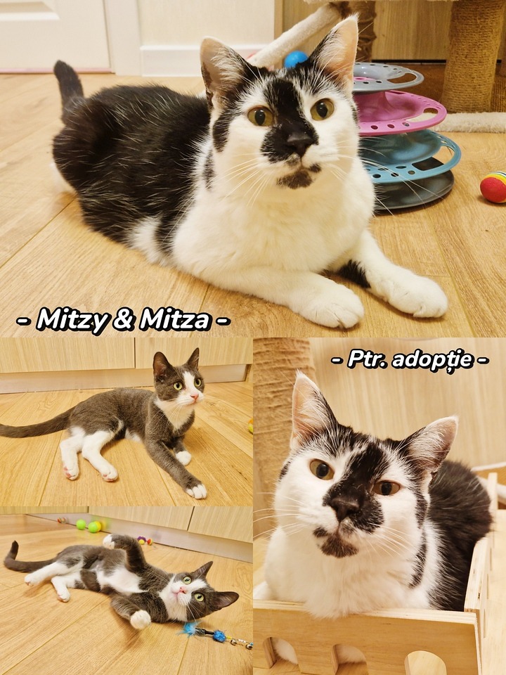 Mitzi si Mita isi cauta casa