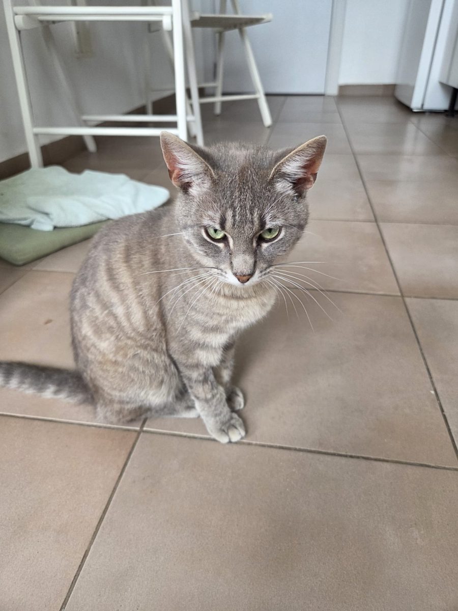 🐾 Motănel spre adopție – Tommy (București)