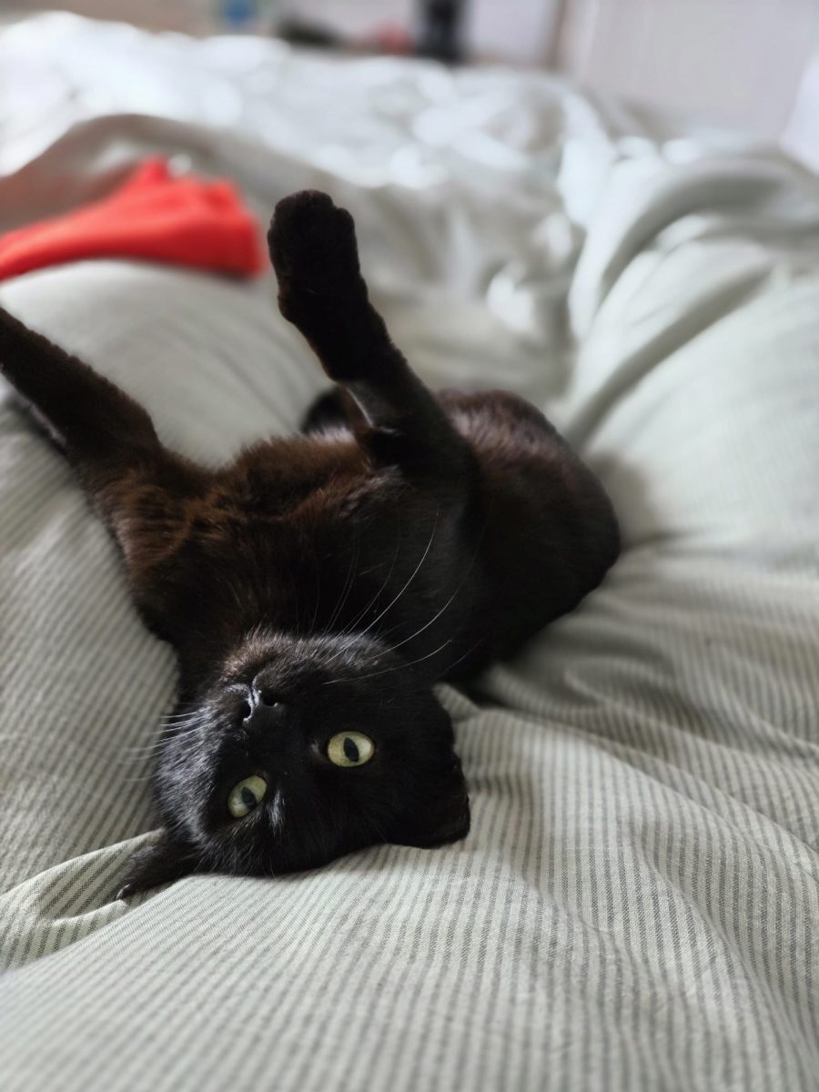 🐈‍⬛ Puși își caută o familie