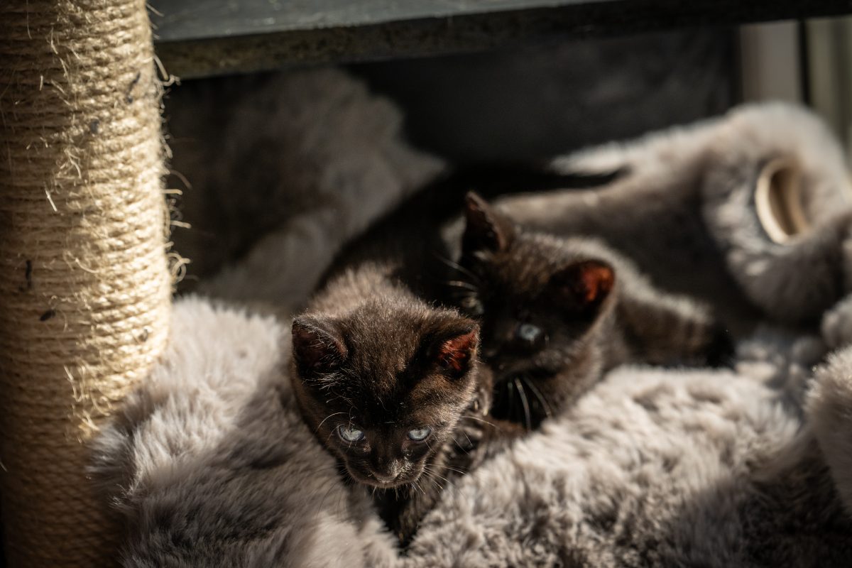 Adopție Bucuresti:  Lady Sissy & Sire Yuki isi cauta castelul 🖤