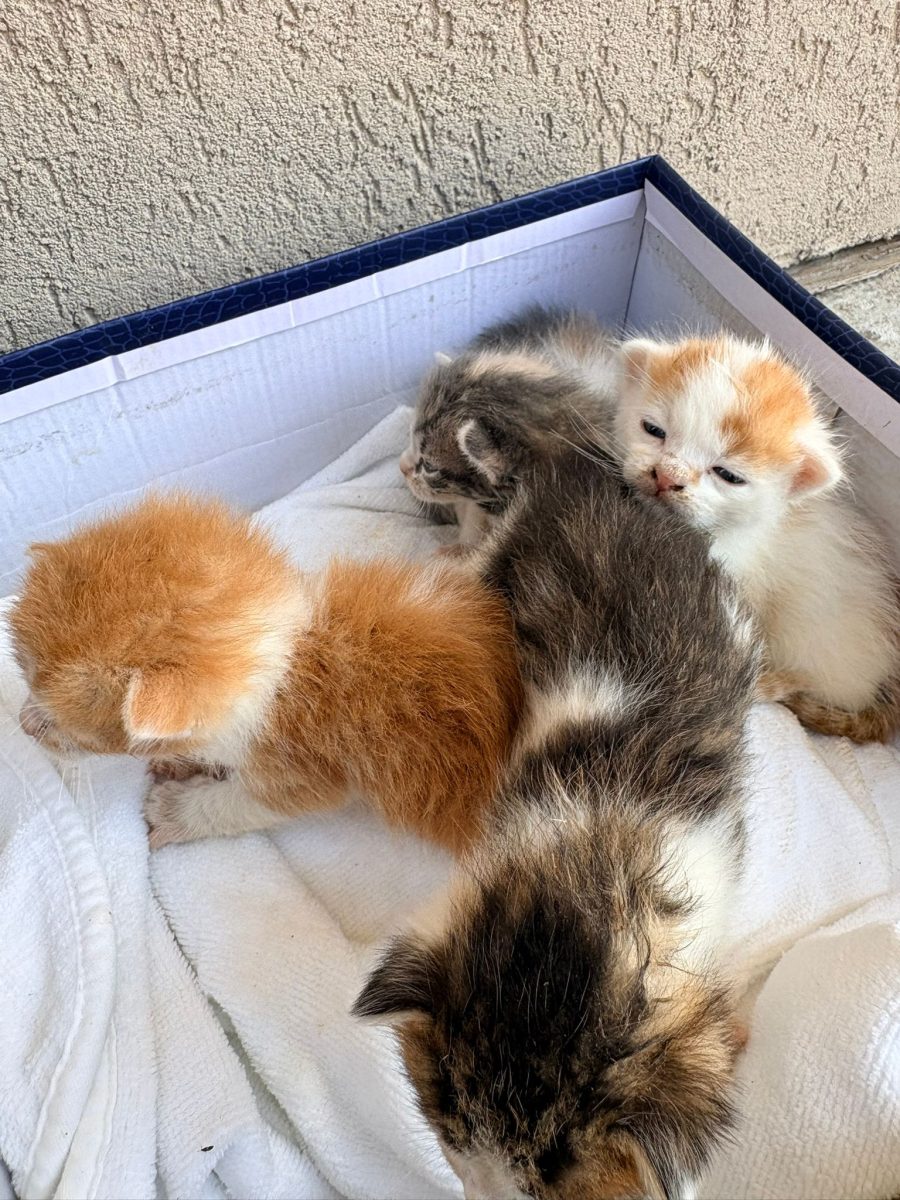 🐱Se caută familii responsabile pentru 4 pisicuțe.