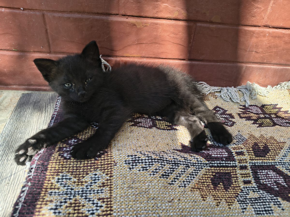 Pisicul negricios și norocos