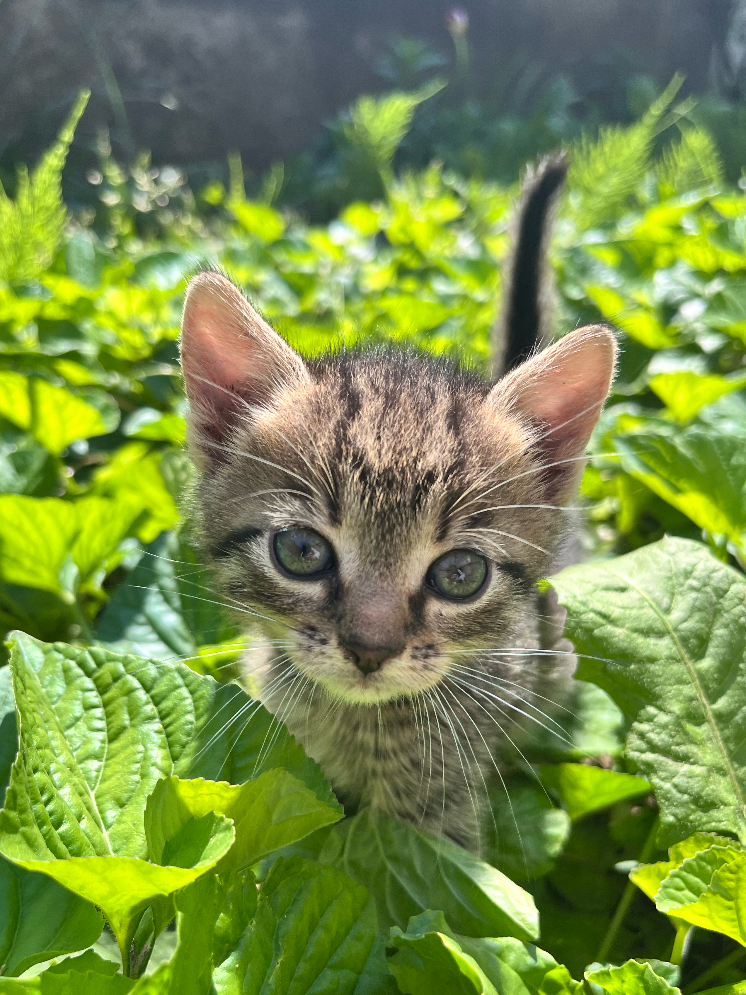 Nori, Mira și Tobi își caută casă. Ideal, împreună.