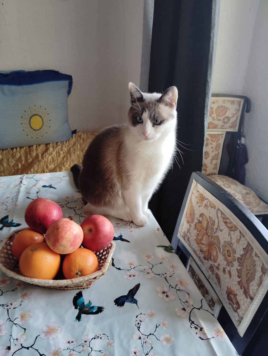 Motan spre adopție