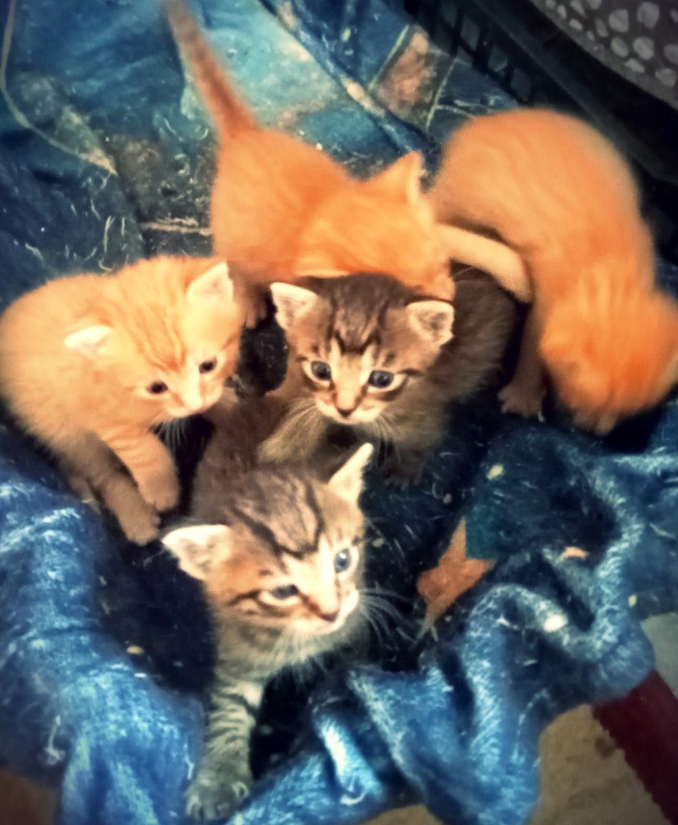 Donez pui pisica spre adopție