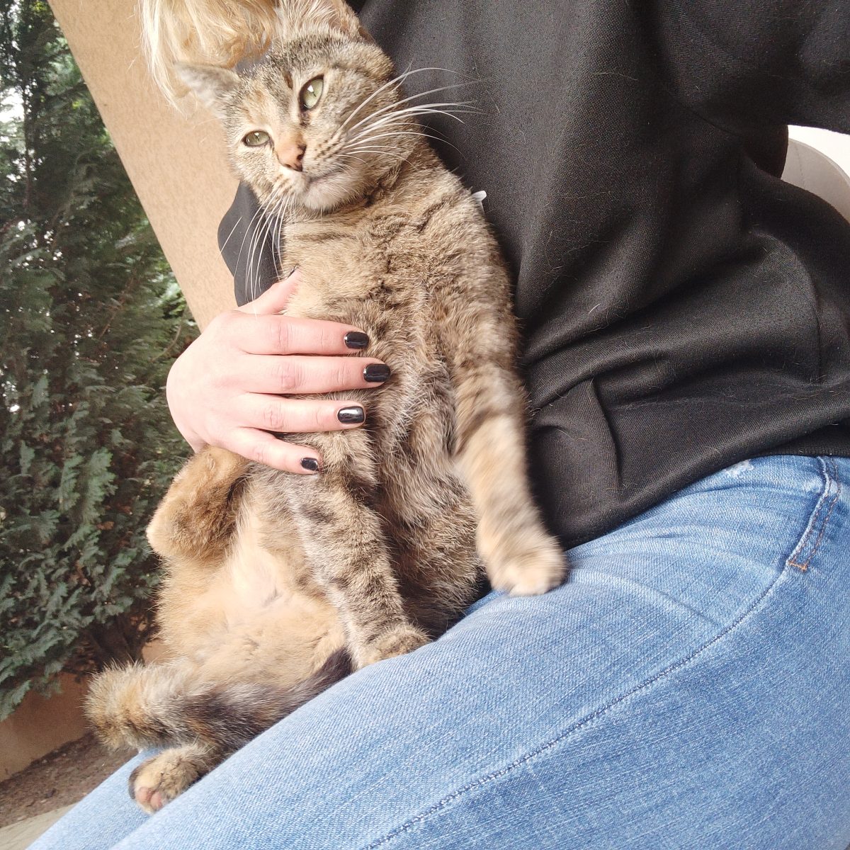 Adoptie Pisica