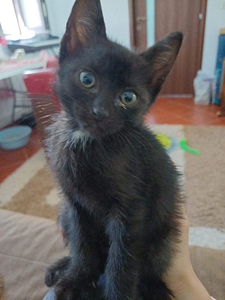 Pisicuță jucăușă si iubitoare 😻😻😻