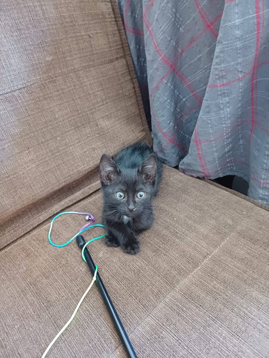 🐈‍⬛Fetiță iubitoare si jucăușă🐈‍⬛