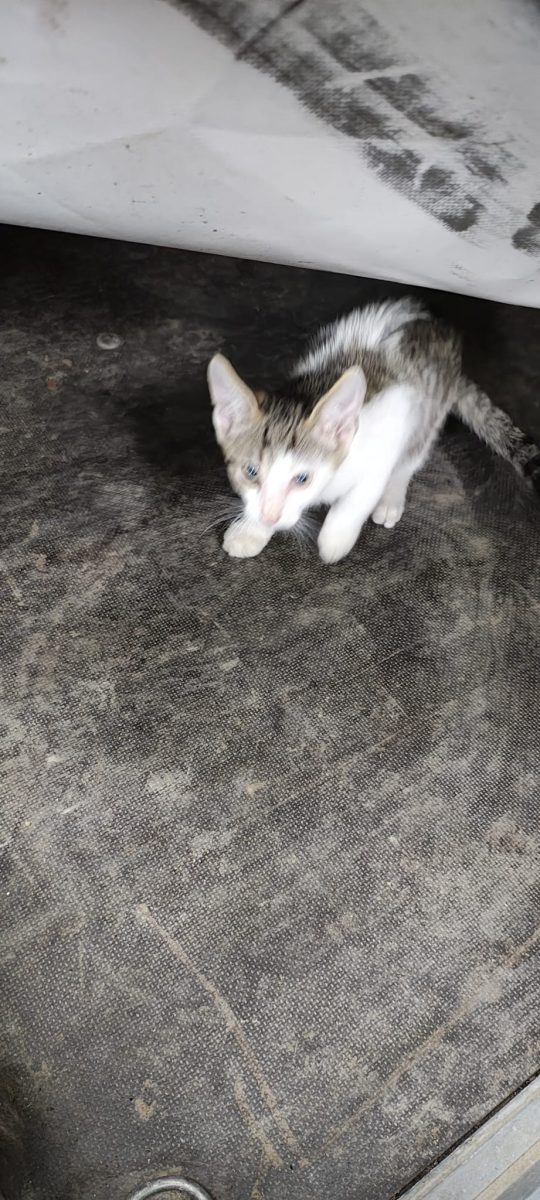 2 piticute aruncate din masina, cautam familie adoptiva.