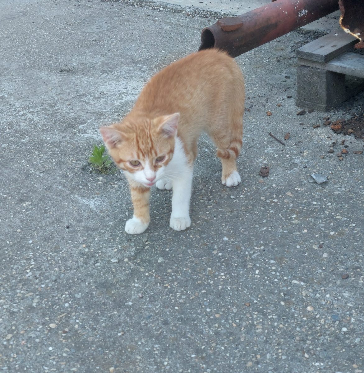 Portocală, așteaptă o familie iubitoare