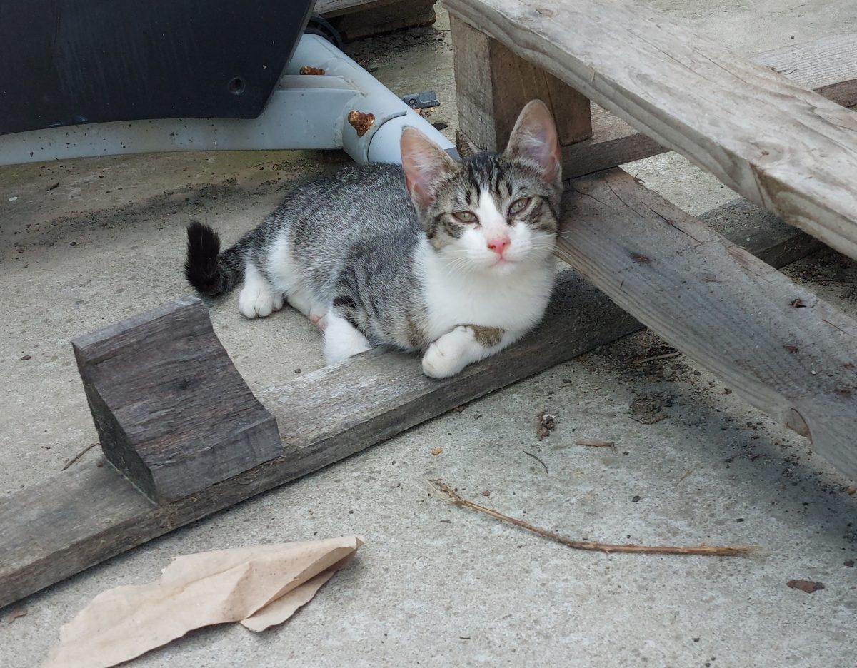 Tom, așteaptă sa facă parte dintr o familie iubitoare