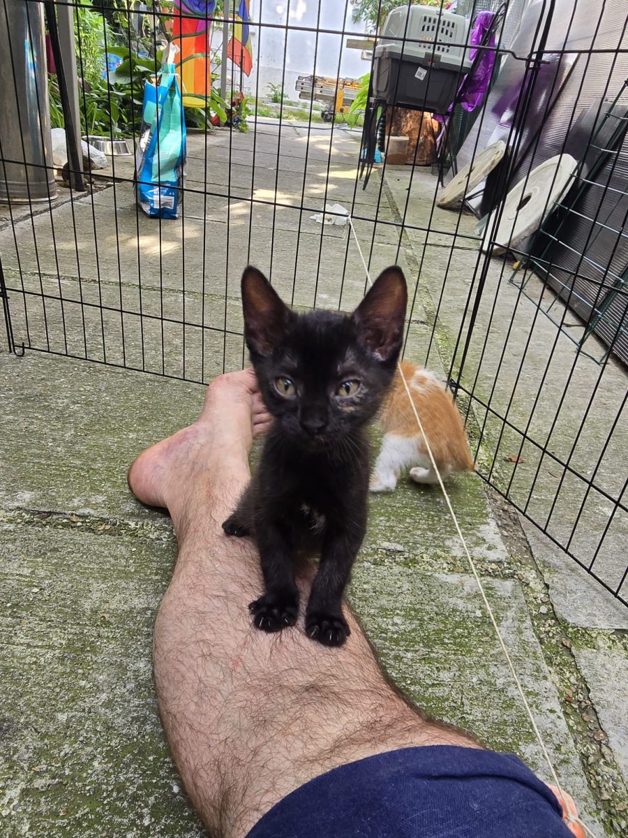 Pisoi pentru adoptie responsabila