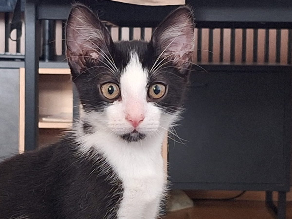 Pui de pisica pentru adoptie responsabila