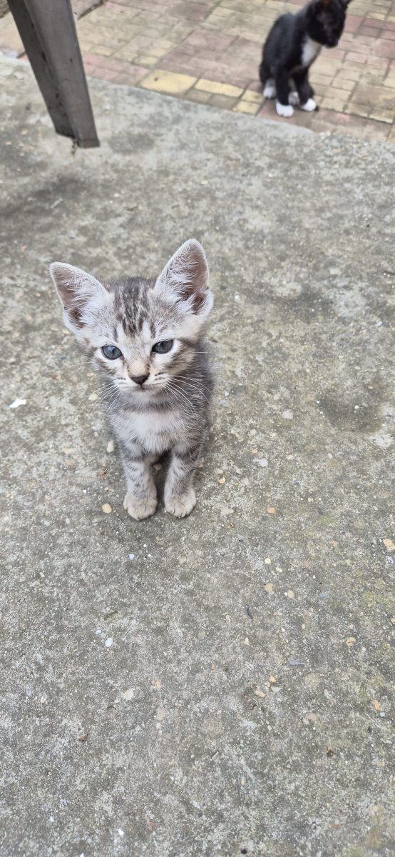 Adopție pui de pisica