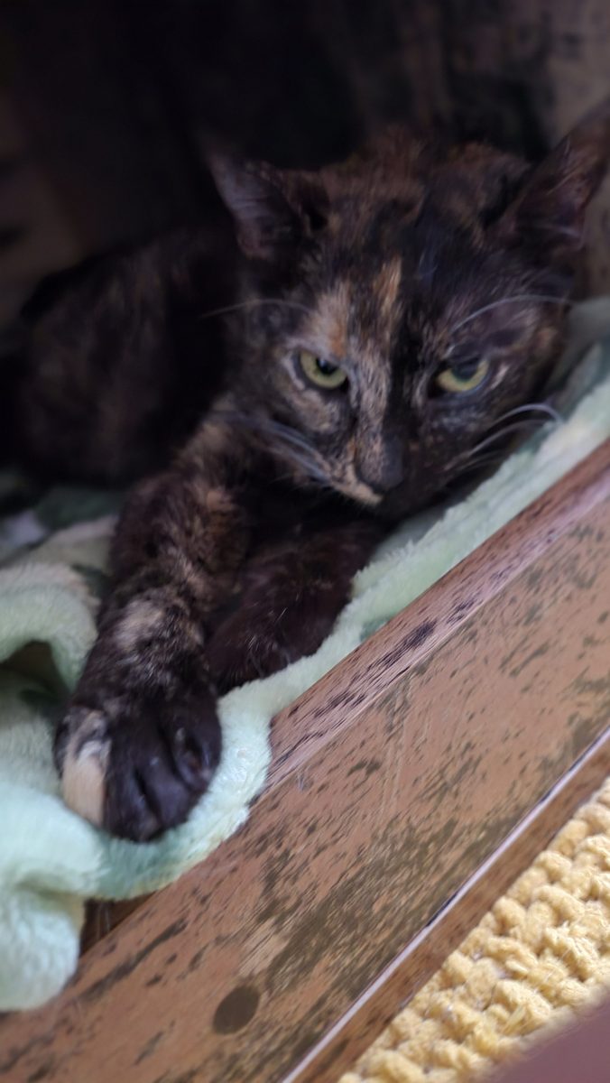 Ea e Tortie