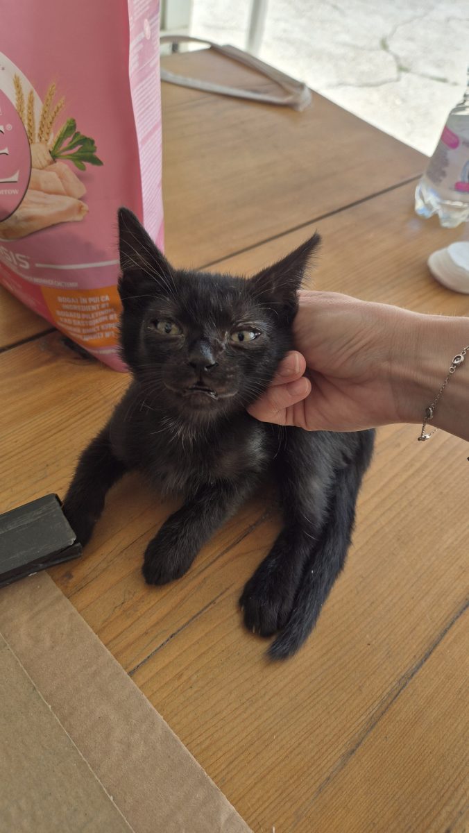 Pui pisica adoptie