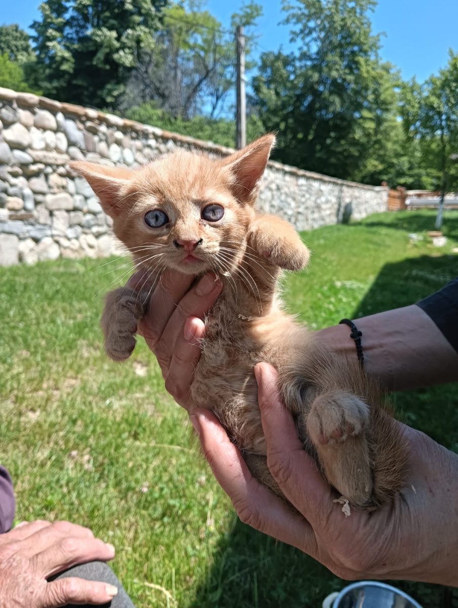 2 pisicuțe și un motănel roșcat