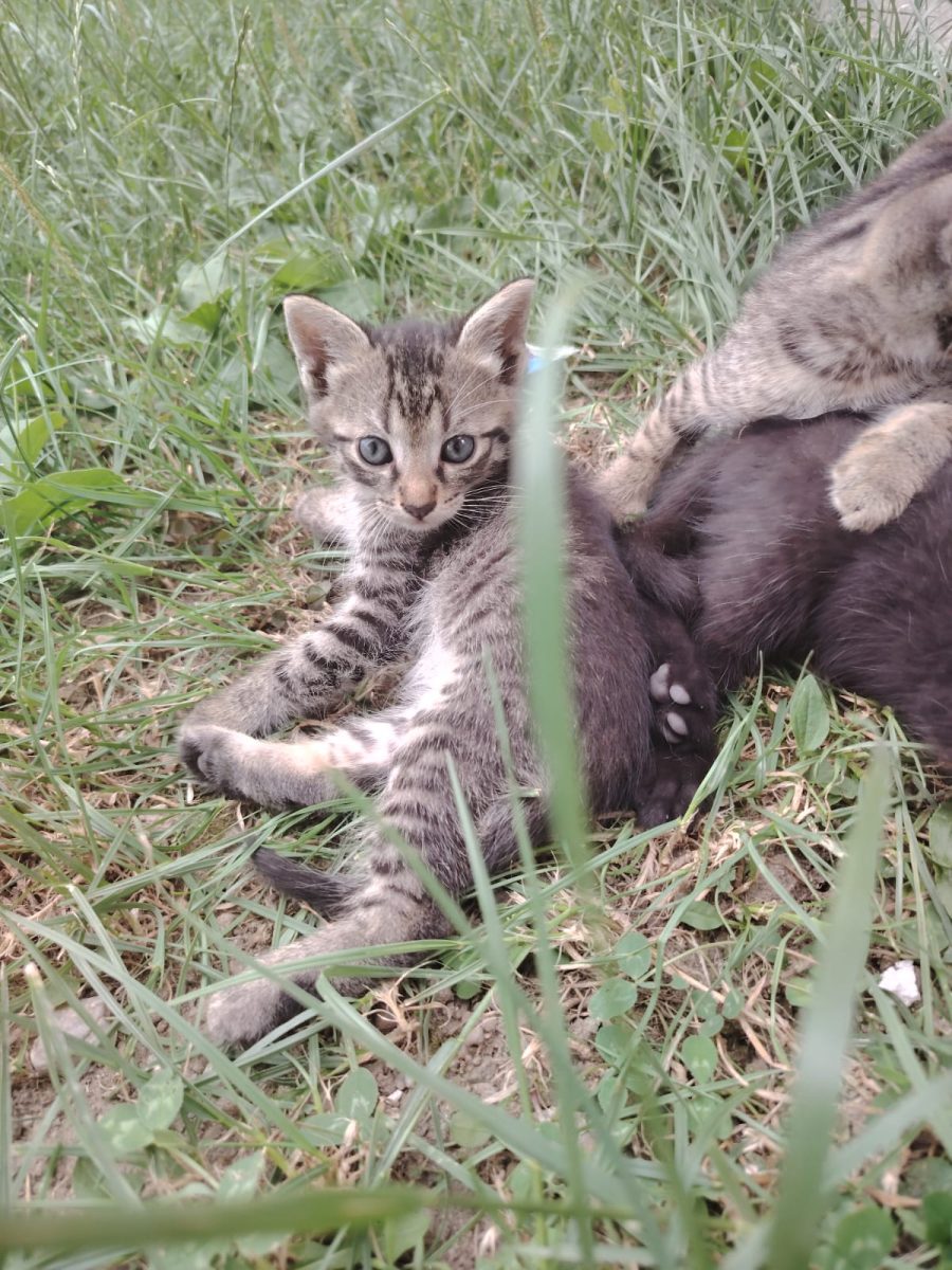 3 motănei și o fetita metis de norvegiana de pădure