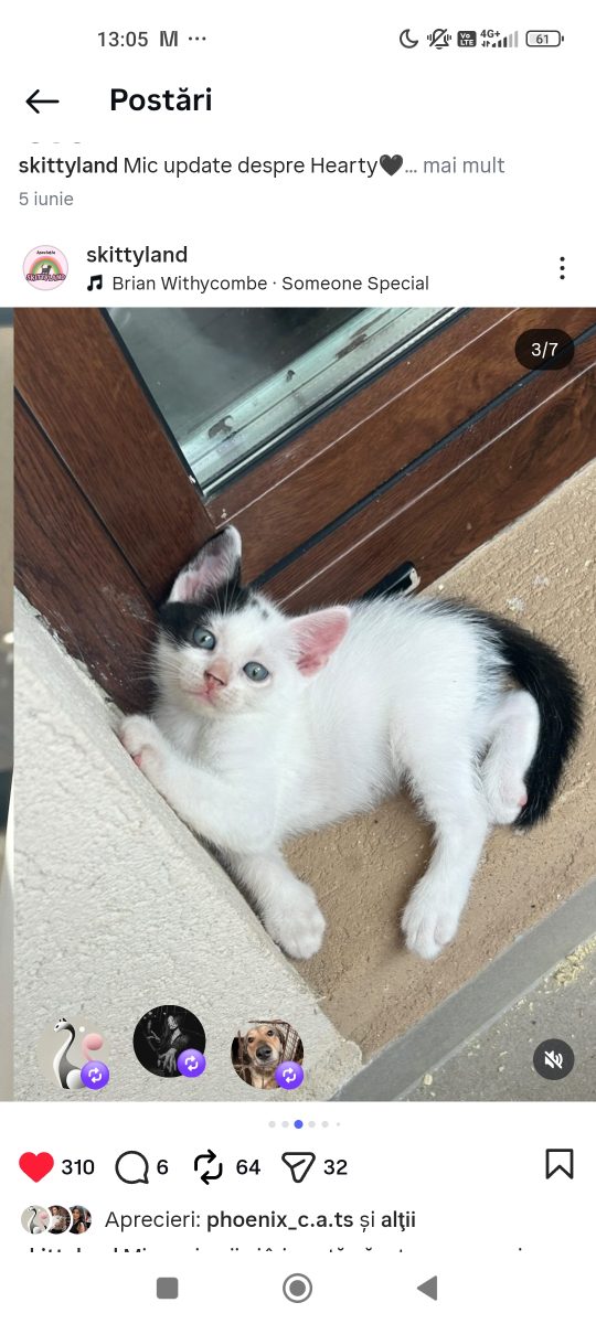 Adopții pisici