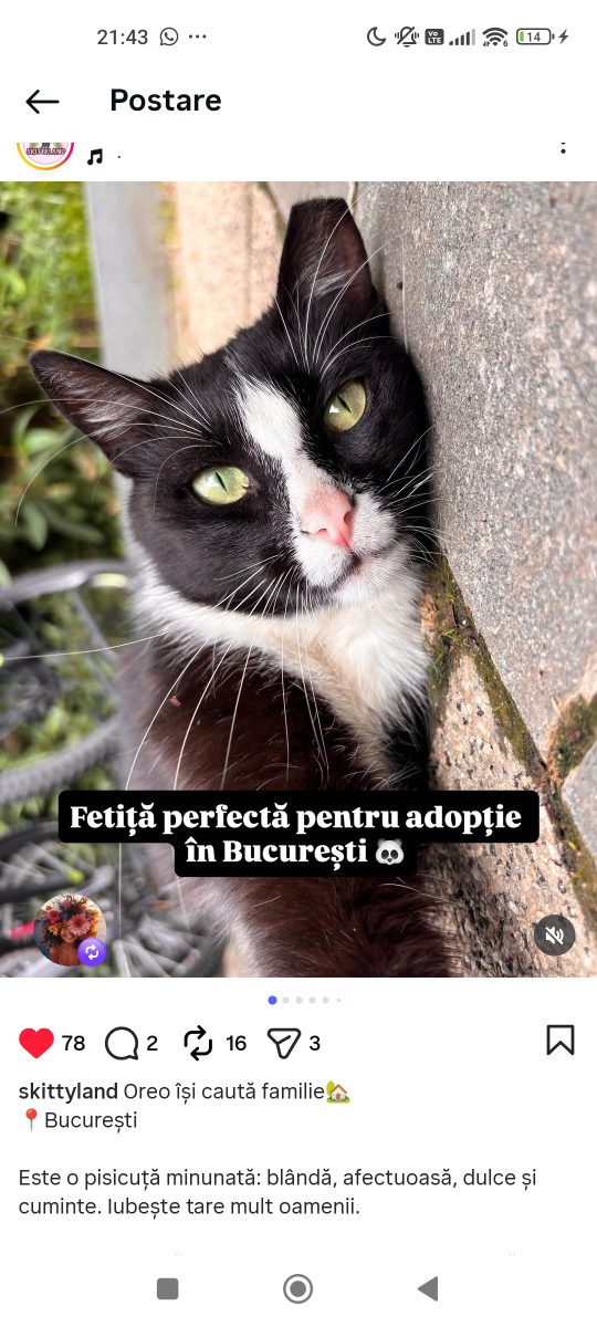 Adopții pisici